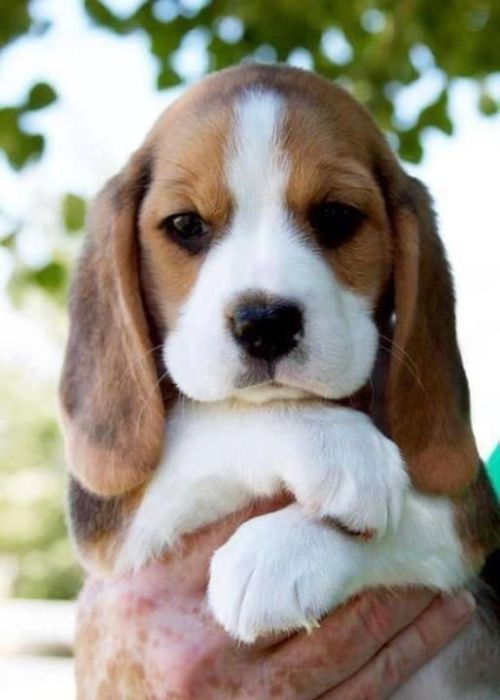 Cute Little Basset Hound Puppy