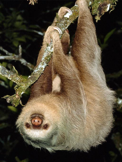 Sloth… I love sloths…