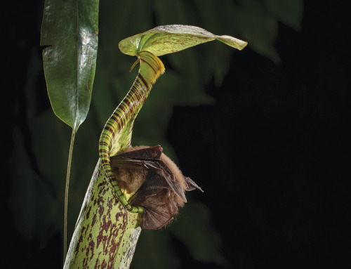 ursulavernon:molly23:rhamphotheca:Tiny Bats Roost Inside of Carnivorous Plantsby Mićo TatalovićBATS 