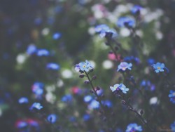 carlynotcarley:  Forget me nots
