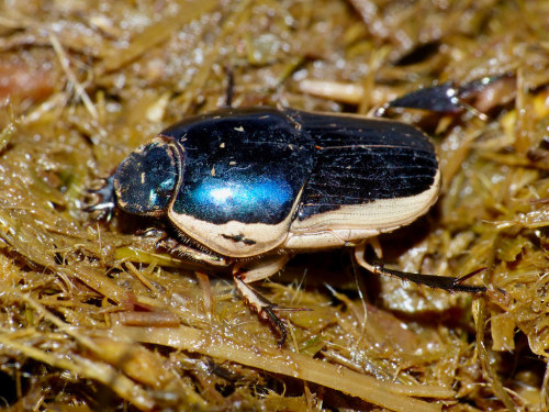 lychens:Bicolor Dung Beetle (Oniticellus egregius)