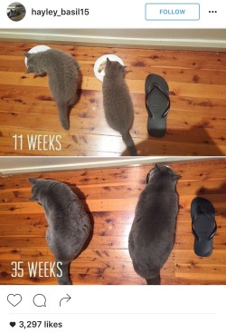 floozys:  i don’t understand how this is an achievement, the third kitten didn’t grow at all  Obvious malnutrition of the third kitten&hellip;