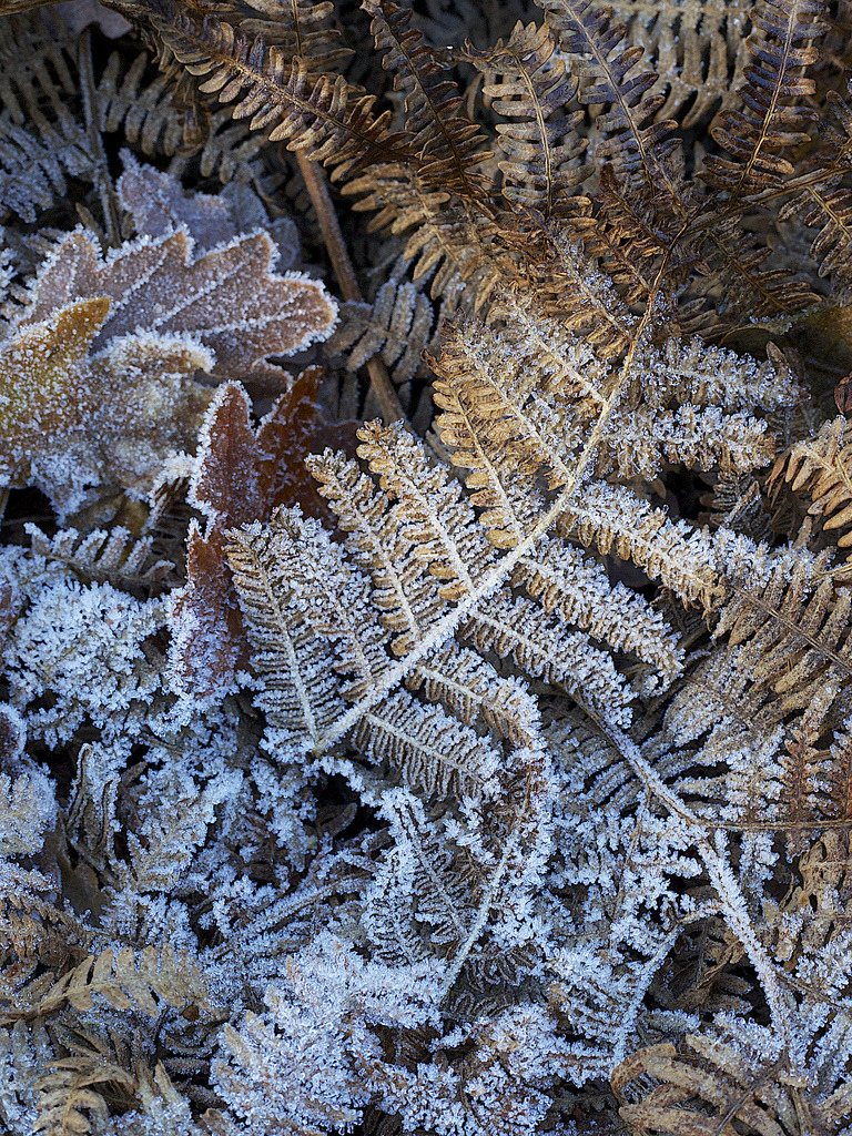 mistymorningme:  At the Start of Winter (by Christopher Swan) 