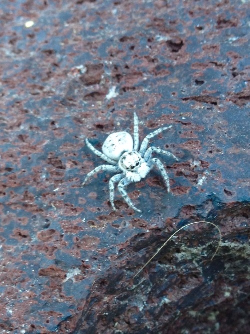 adorablespiders:  Spiders I encountered in Turkey and Greece :) jumping spiders and an orb weaver!