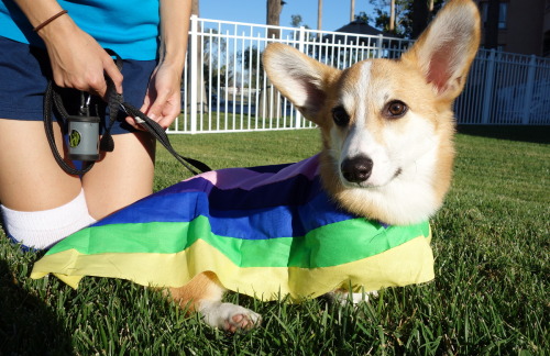 Porn photo corgiaddict:  omelettethecorgi:  Omelette’s