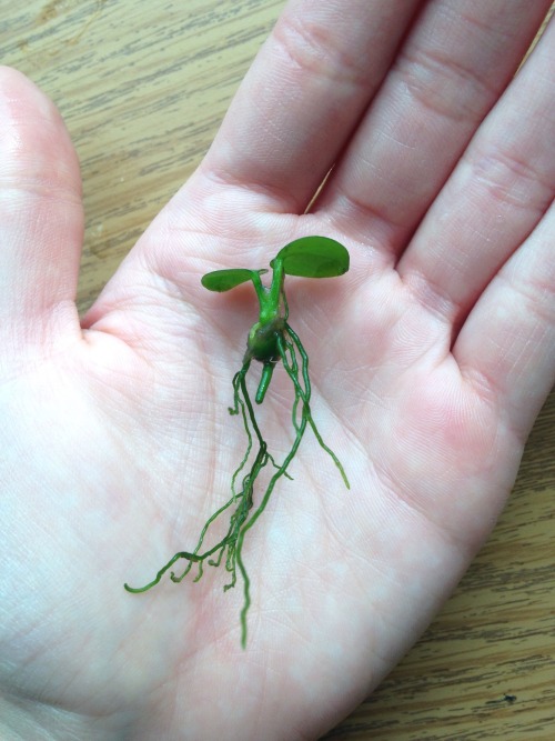 2.15.16 - One of the smallest plants I have - an Anubias sprig from a bigger plant I used to have. M