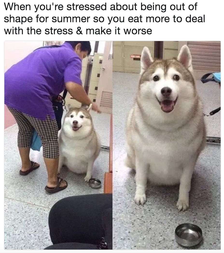 babyanimalgifs:  If this ain’t me