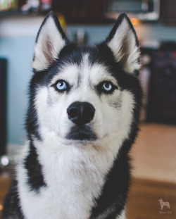 huskyhuddle:  This a good dog A pretty dog A dog who wants cookie 