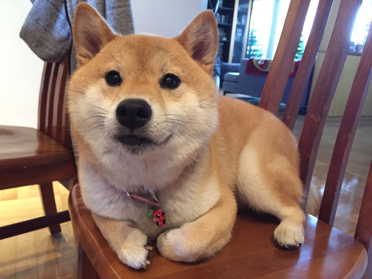 haru the shiba inu plush