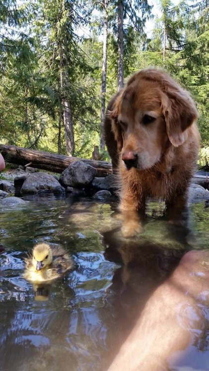 animal-factbook:  When being a nanny for ducks, dogs will take on the task of teaching the ducklings how to swim. Their fast reflex and attentive natures allows them to become excellent swim instructors. Their price rates starts at 3 treats per hour.