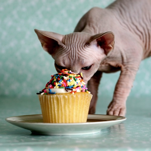 hairless-hugo:Little Wendell Cupcakeface