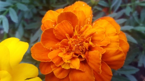 vanir-nebulae: Orange Blooms. Instagram // gab.is.fab