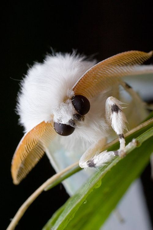 Porn silverhawk:moth friend board photos