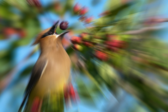 actualdikdik: actualdikdik:  bush: bears photogenic red berriescedar waxwing:  nature photographer: has a zoom lenscedar waxwing: 
