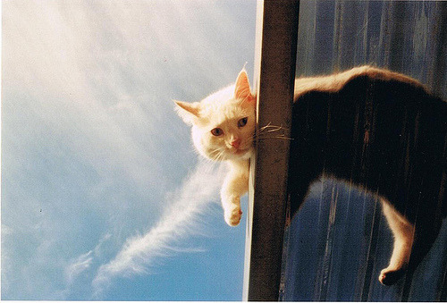 i-justreally-like-cats-okay:  CAT! 