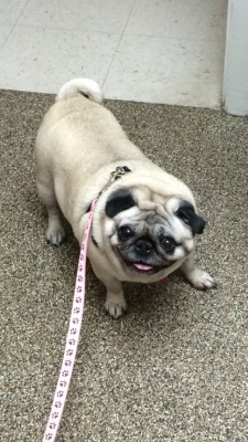 mugsofpugs:  Zeeba is a happy little pug after having a good check up at the vet! submitted by hippycookies