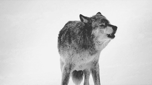 itsjeron:  I’m going to get a pet wolf and set it on bitches when they piss me off  howling