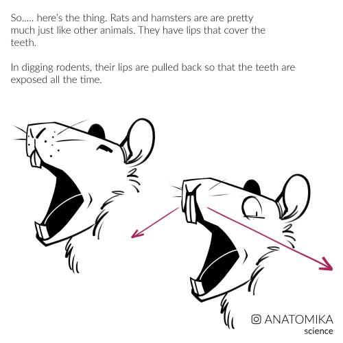 I always read that some rodents dig with their teeth, but how they did this actually mystified me fo