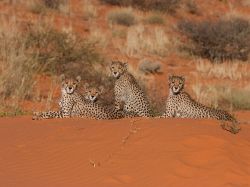 Sun Lounge (Cheetahs On The Kalahari)