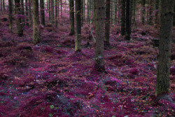 faeriye:  vainajala:   we have forests like this here in finland  woah 