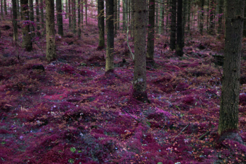 desert-dreamer: vainajala:  we have forests like this here in finland