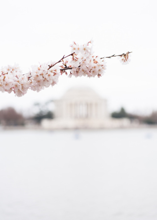 Walking with the Cherry Blossoms. © Katelyn Perry | Instagram Here