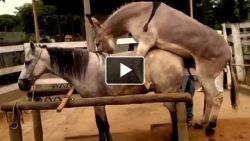 Txscubaguy watched Horse And Donkey Mating