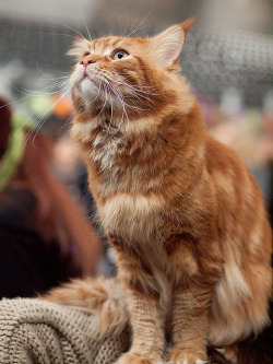 valscrapbook:  Maine Coon by Yolanta_ on Flickr.