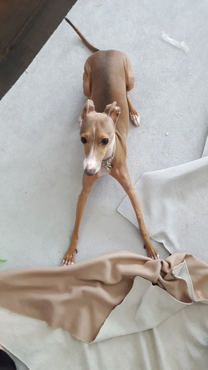 thelizlords: It’s snowing again and the dog is very energetic right now