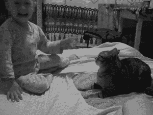 babygrand78:  honestarrogance:  I’m with the cat.   I can’t help it… I laughed so loud.. 
