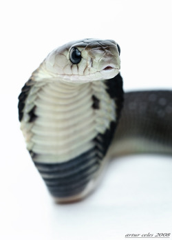 earth-song:  Cobra monocled II by ~Bullter