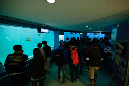 マリンピア松島水族館、最終日は本当にたくさんの人が来ていました。あらためて水族館の楽しさを感じた人も多かったんじゃないかな？