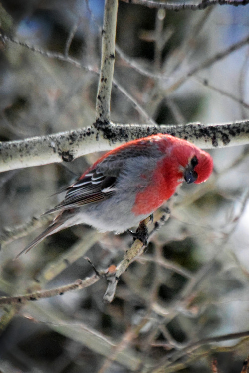 Coucou. Pine grosbeak (male). Photos by Amber MaitrejeanIt’s almost time for the Great Backyard Bird