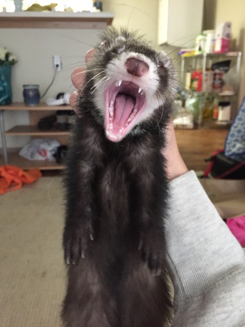 bunnini:  nervous-diary:  His name is Wesley and he likes to chew on his food dish c:  I got a ferret! <3   lucky T ^T