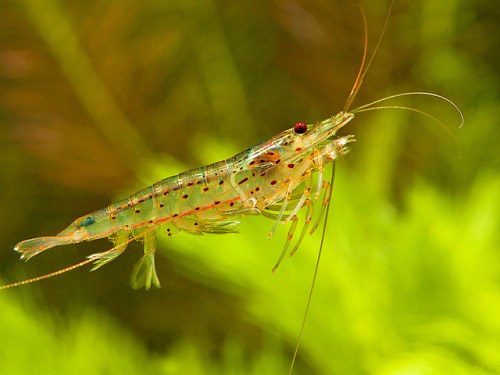 amano by Peter M4 on Flickr.