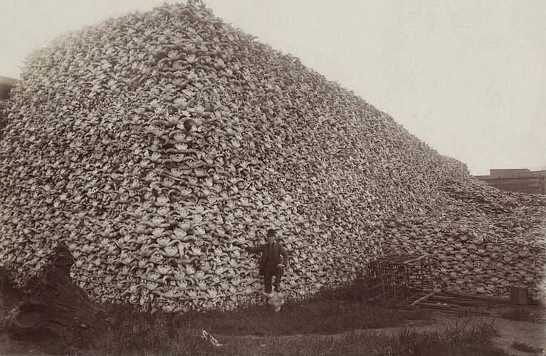 hick-ups:A photograph from the 1870’s showing tens of thousands of bison skulls.