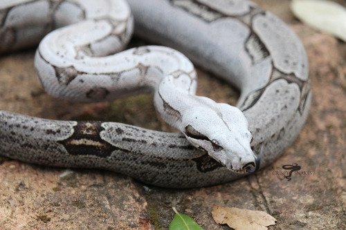 Moon Milk - Bolivian boa (Boa c. amarali)I think it’s been a year since I photographed this girl.