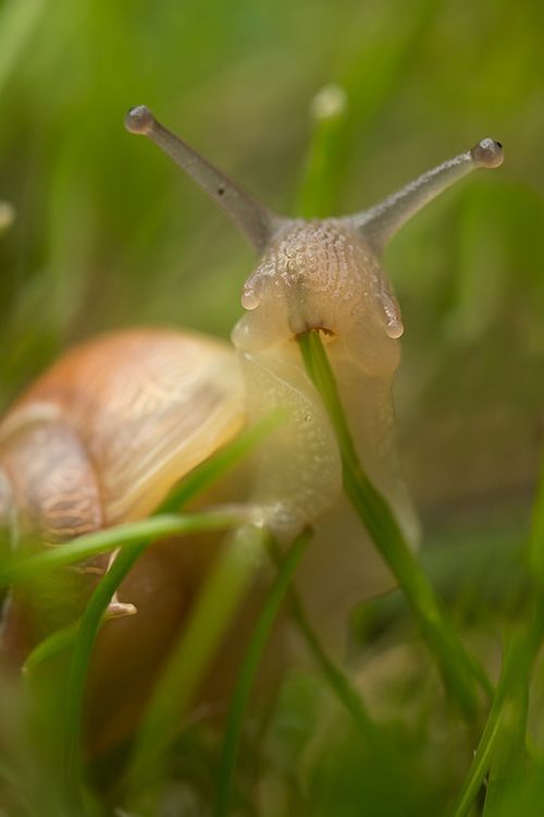 congenitaldisease:  A snail eating grass. 
