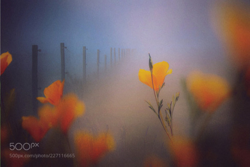 .. generous Poet ’ by Dreamer–