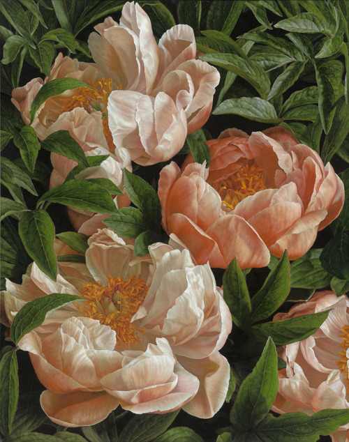 bisexualbenbarnes:White Peony tulip by Mia Tarney