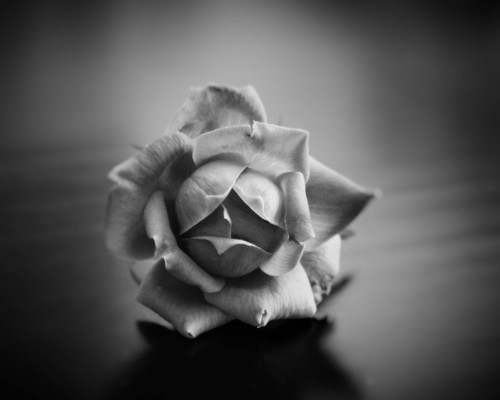 stephenshoots:
“ A rose is a rose…
©2014 Stephen Evans
Available for purchase here.
”