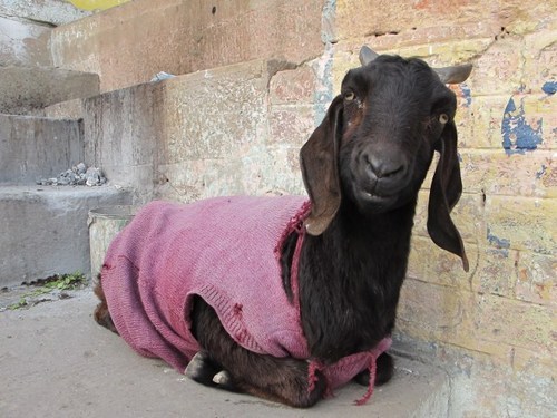 letshearitforthegoats: The Sweatered Goats of Varanasi