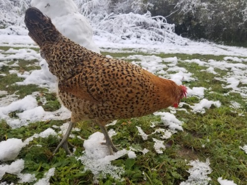 chickenkeeping:if I get on my tip toes the snow can’t touch me