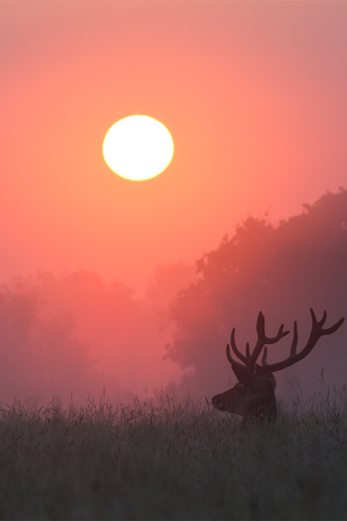 Sex wonderous-world:  Stag Sunrise by Alex Saberi pictures