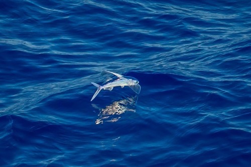 odditiesoflife: Flying Fish Flying fish (Exocoetidae) can be seen jumping out of warm ocean waters w