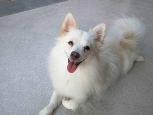 Say Watchu Want But My Dog Should've Been A Supermodel. LOOK AT DAT POSES SHE DID LIKE SERIOUSLY Rere