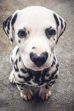 atraversso:   Cutest Dalmatian puppy Photo