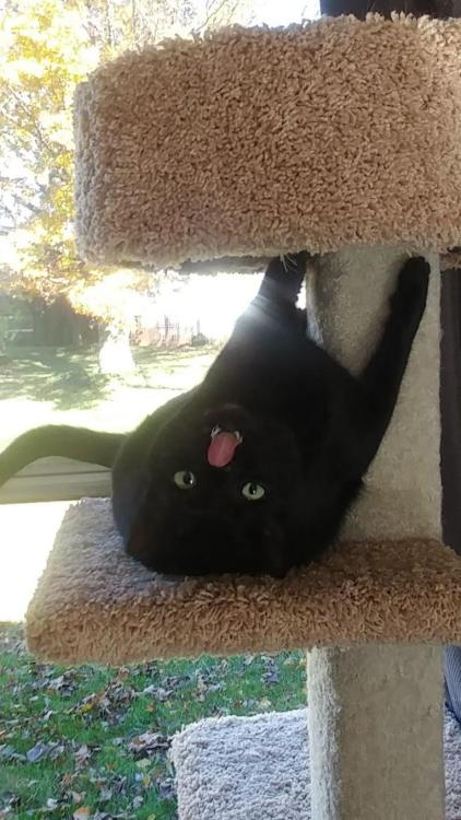 bringmecatsposts:  I think she likes the cat tower via https://ift.tt/2xhkheQ