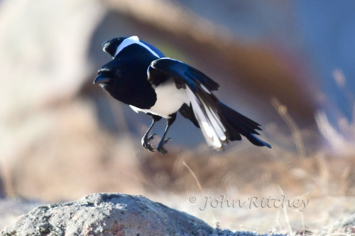 Eurasian Magpie (Pica pica)© John