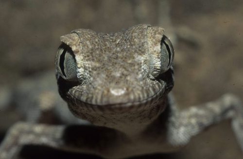elemental-kiss:oriandico:typhlonectes:Spider Geckos, Agamura persica, from Iran, Pakistan, and Afgha